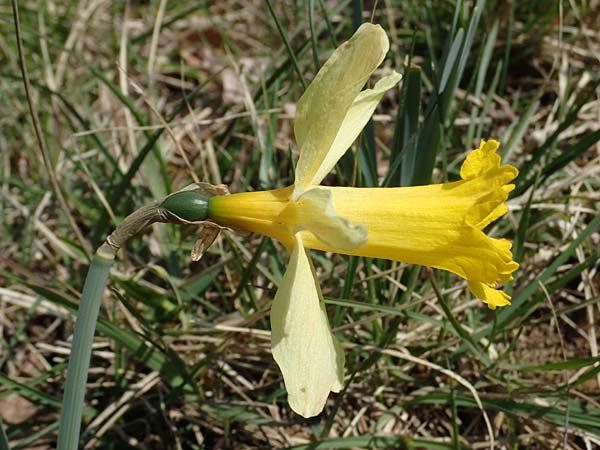 Narcissus pseudonarcissus \ Gelbe Narzisse, Osterglocke / Wild Daffodil, D Pforzheim 26.3.2022