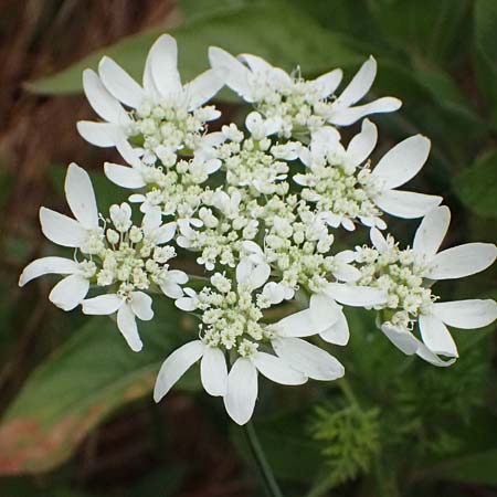 Orlaya grandiflora \ Grobltiger Breitsame / Large-Flowered Orlaya, D Wiesloch 3.6.2025