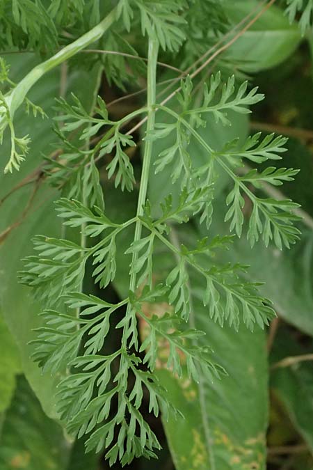 Orlaya grandiflora \ Grobltiger Breitsame / Large-Flowered Orlaya, D Wiesloch 3.6.2025