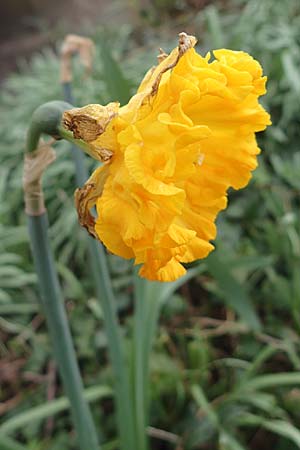 Narcissus pseudonarcissus \ Gelbe Narzisse, Osterglocke / Wild Daffodil, D Mannheim 1.4.2026