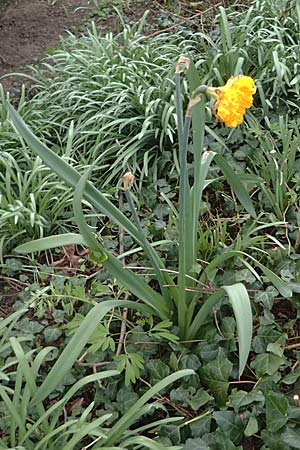 Narcissus pseudonarcissus \ Gelbe Narzisse, Osterglocke / Wild Daffodil, D Mannheim 1.4.2026