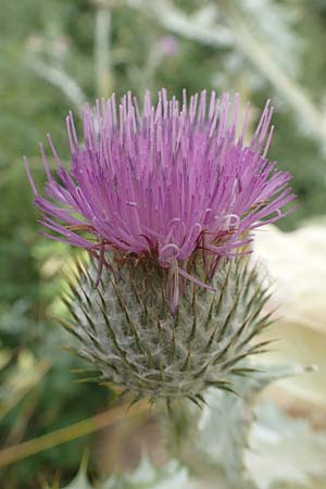 Onopordum x hortorum \ Garten-Esels-Distel, D Holzwickede 27.7.2019