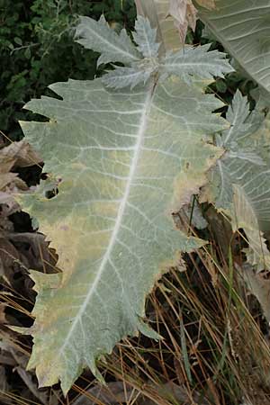 Onopordum x hortorum \ Garten-Esels-Distel, D Holzwickede 27.7.2019