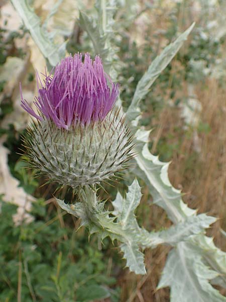 Onopordum x hortorum \ Garten-Esels-Distel, D Holzwickede 27.7.2019