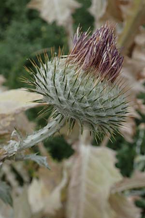 Onopordum x hortorum \ Garten-Esels-Distel, D Holzwickede 27.7.2019
