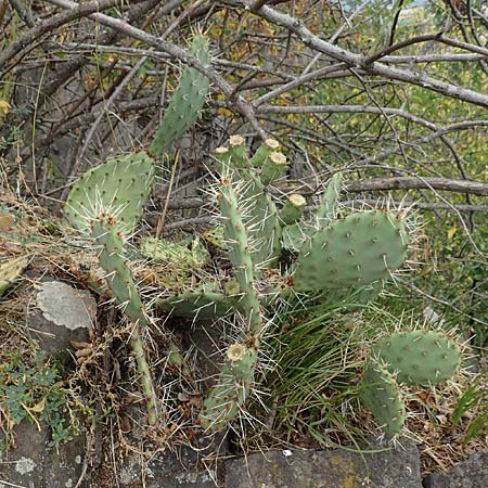 Opuntia humifusa \ Gemeiner Feigenkaktus / Low Prickly Pear, Eastern Prickly Pear, D Felsberg 29.7.2019