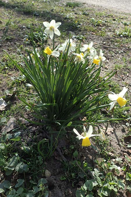 Narcissus pseudonarcissus \ Gelbe Narzisse, Osterglocke / Wild Daffodil, D Ludwigshafen 31.3.2021