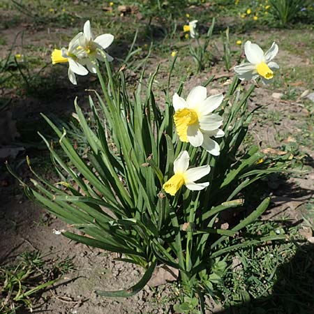 Narcissus pseudonarcissus \ Gelbe Narzisse, Osterglocke / Wild Daffodil, D Ludwigshafen 31.3.2021