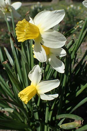 Narcissus pseudonarcissus \ Gelbe Narzisse, Osterglocke / Wild Daffodil, D Ludwigshafen 31.3.2021