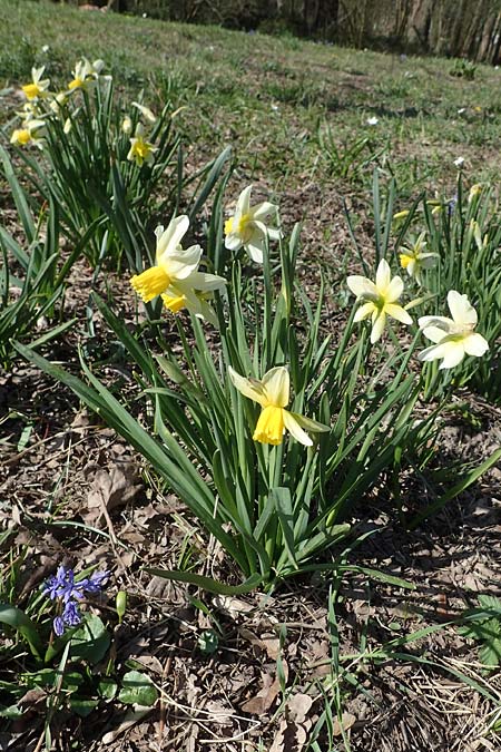Narcissus pseudonarcissus, Gelbe Narzisse, Osterglocke