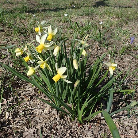 Narcissus pseudonarcissus \ Gelbe Narzisse, Osterglocke / Wild Daffodil, D Ludwigshafen 31.3.2021