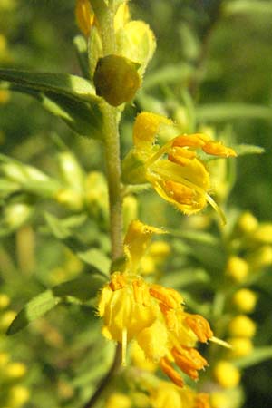 Odontites luteus \ Gelber Zahntrost / Yellow Bartsia, D Weinheim an der Bergstraße 16.8.2007