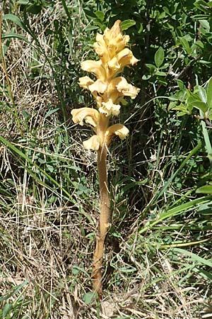 Orobanche lutea \ Gelbe Sommerwurz / Yellow Broomrape, D Grünstadt-Asselheim 26.4.2020