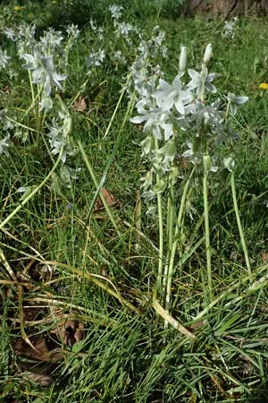 Ornithogalum nutans \ Nickender Milchstern / Drooping Star of Bethlehem, D Karlsruhe 5.4.2024