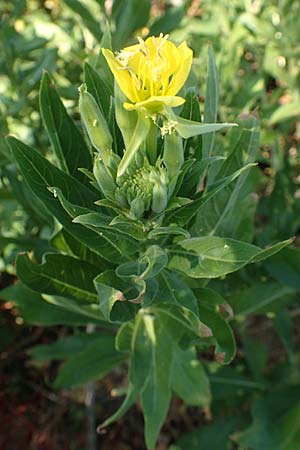 Oenothera canovirens \ Renners Nachtkerze, Graugrne Nachtkerze / Renner's Evening Primrose, D Römerberg 8.7.2017