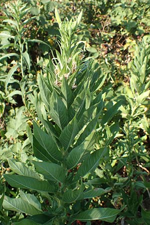 Oenothera canovirens \ Renners Nachtkerze, Graugrne Nachtkerze / Renner's Evening Primrose, D Römerberg 8.7.2017