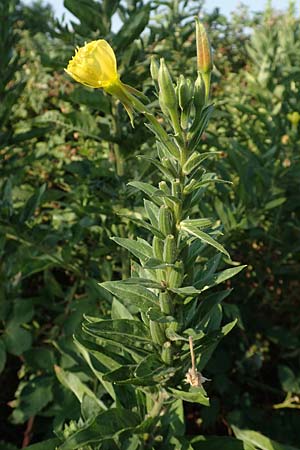Oenothera canovirens \ Renners Nachtkerze, Graugrne Nachtkerze / Renner's Evening Primrose, D Römerberg 8.7.2017