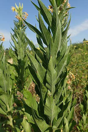Oenothera canovirens \ Renners Nachtkerze, Graugrne Nachtkerze / Renner's Evening Primrose, D Römerberg 8.7.2017