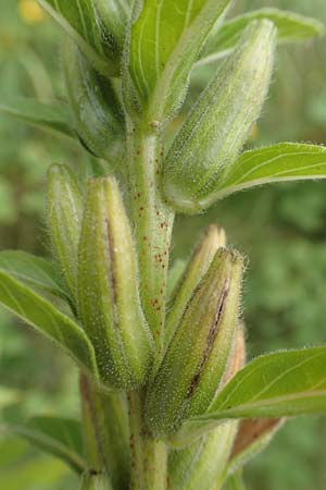 Oenothera drawertii \ Drawerts Nachtkerze / Drawert's Evening Primrose, D Mannheim 8.8.2017