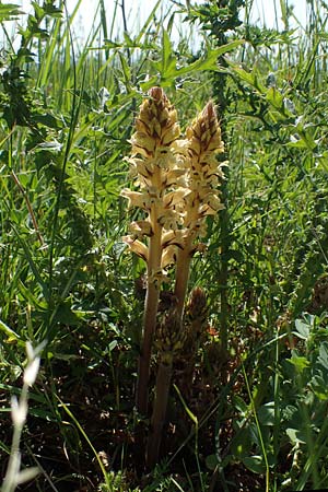 Orobanche reticulata subsp. pallidiflora \ Blassbltige Distel-Sommerwurz / Pale Thistle Broomrape, D Grünstadt-Asselheim 16.6.2021