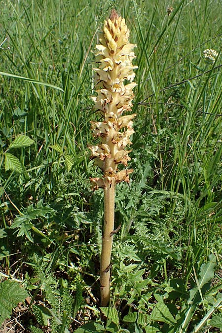 Orobanche reticulata subsp. pallidiflora \ Blassbltige Distel-Sommerwurz / Pale Thistle Broomrape, D Grünstadt-Asselheim 16.6.2021