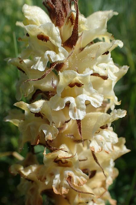 Orobanche reticulata subsp. pallidiflora \ Blassbltige Distel-Sommerwurz / Pale Thistle Broomrape, D Grünstadt-Asselheim 16.6.2021
