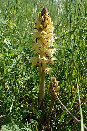 Orobanche reticulata subsp. pallidiflora \ Blassbltige Distel-Sommerwurz / Pale Thistle Broomrape, D Grünstadt-Asselheim 16.6.2021