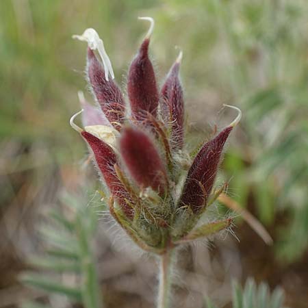 Oxytropis pilosa \ Zottige Fahnenwicke, Steppen-Spitzkiel / Wooly Milk-Vetch, D Thüringen, Erfurt 6.6.2022