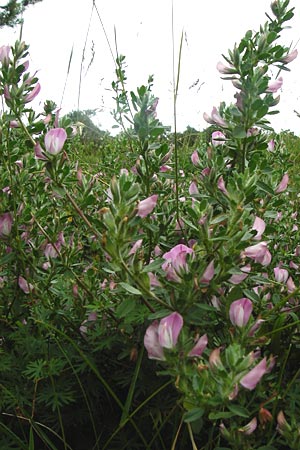 Ononis repens subsp. procurrens \ Kriechende Hauhechel / Common Restharrow, D Tübingen 20.6.2015