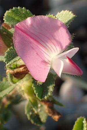 Ononis repens subsp. procurrens \ Kriechende Hauhechel / Common Restharrow, D Düsseldorf-Lohausen 27.9.2017
