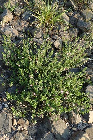 Ononis repens subsp. procurrens \ Kriechende Hauhechel / Common Restharrow, D Düsseldorf-Lohausen 27.9.2017