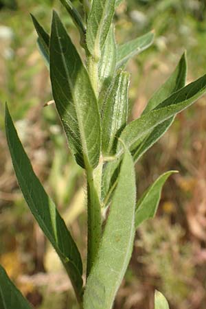 Oenothera spec3 ? \ Nachtkerze / Evening Primrose, D Mörfelden-Walldorf 6.7.2018
