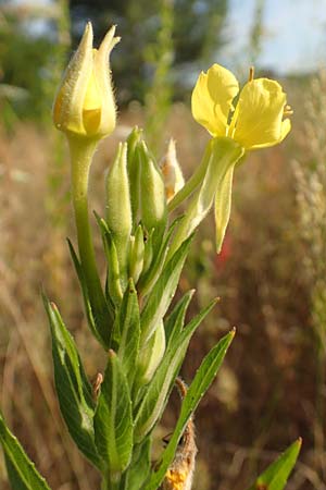 Oenothera spec3 ? \ Nachtkerze / Evening Primrose, D Mörfelden-Walldorf 6.7.2018