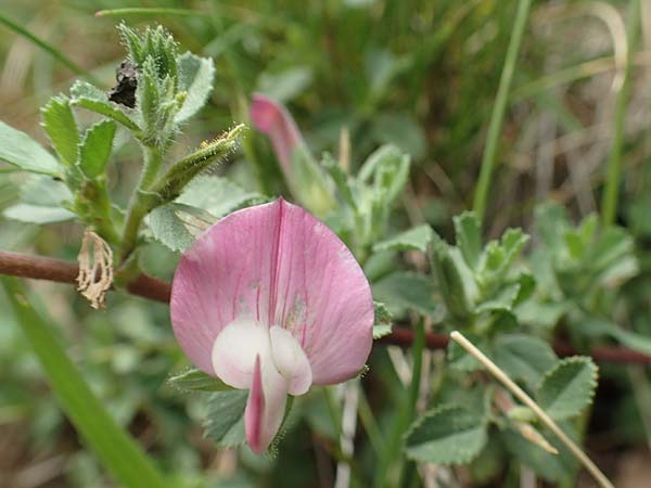 Ononis repens subsp. procurrens \ Kriechende Hauhechel / Common Restharrow, D Gladenbach 22.6.2020