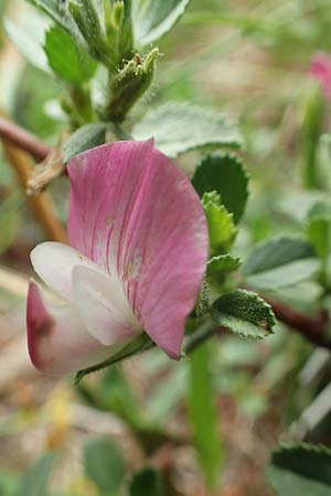 Ononis repens subsp. procurrens \ Kriechende Hauhechel / Common Restharrow, D Gladenbach 22.6.2020
