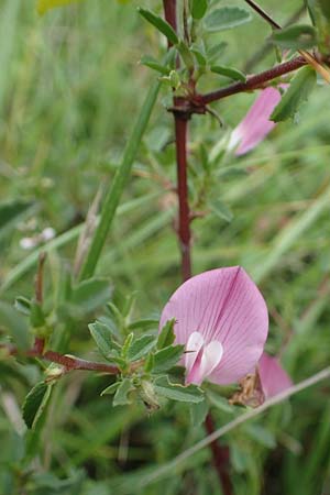 Ononis repens subsp. procurrens \ Kriechende Hauhechel / Common Restharrow, D Neuleiningen 6.8.2021