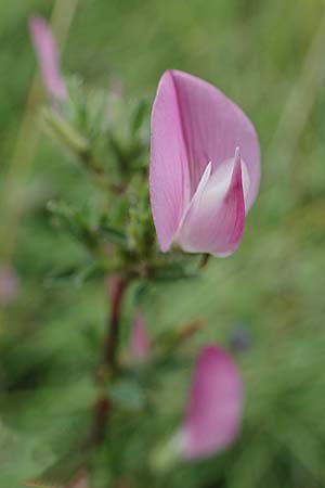 Ononis repens subsp. procurrens \ Kriechende Hauhechel / Common Restharrow, D Neuleiningen 6.8.2021