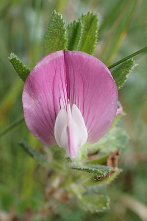 Ononis repens subsp. procurrens \ Kriechende Hauhechel / Common Restharrow, D Hohwacht 14.9.2021