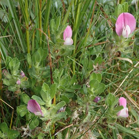 Ononis repens subsp. procurrens \ Kriechende Hauhechel / Common Restharrow, D Hohwacht 14.9.2021