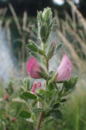 Ononis repens subsp. procurrens \ Kriechende Hauhechel / Common Restharrow, D Dorsten 20.6.2022