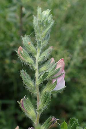 Ononis repens subsp. procurrens \ Kriechende Hauhechel / Common Restharrow, D Dorsten 20.6.2022
