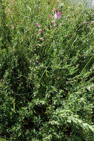 Ononis repens subsp. procurrens \ Kriechende Hauhechel / Common Restharrow, D Dorsten 20.6.2022