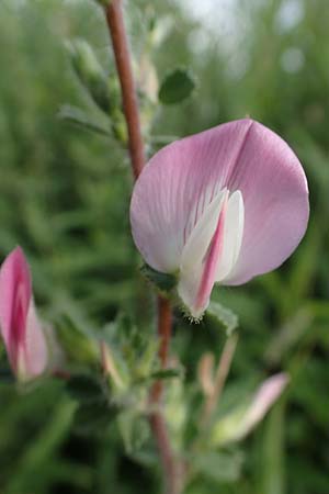 Ononis repens subsp. procurrens \ Kriechende Hauhechel / Common Restharrow, D Dorsten 20.6.2022