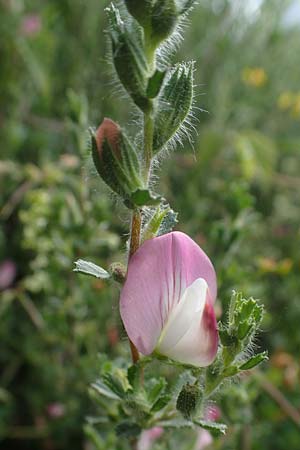 Ononis repens subsp. procurrens \ Kriechende Hauhechel / Common Restharrow, D Dorsten 20.6.2022