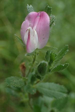 Ononis repens subsp. procurrens \ Kriechende Hauhechel / Common Restharrow, D Mosbach 13.7.2022