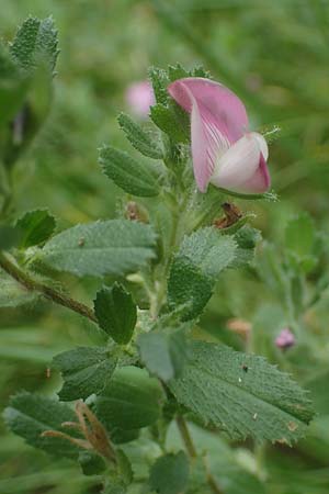Ononis repens subsp. procurrens \ Kriechende Hauhechel / Common Restharrow, D Mosbach 13.7.2022