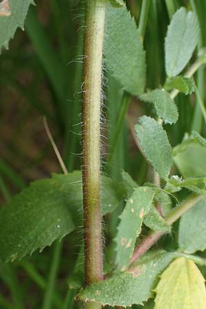 Ononis repens subsp. procurrens \ Kriechende Hauhechel / Common Restharrow, D Mosbach 13.7.2022