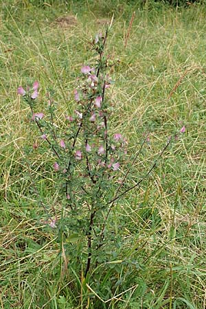 Ononis spinosa \ Dornige Hauhechel / Spiny Restharrow, D Iserlohn 11.7.2018
