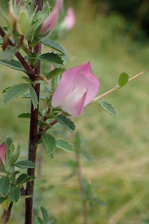 Ononis spinosa \ Dornige Hauhechel / Spiny Restharrow, D Iserlohn 11.7.2018