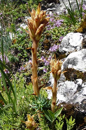 Orobanche teucrii \ Gamander-Sommerwurz / Germander Broomrape, D Fridingen 3.6.2015